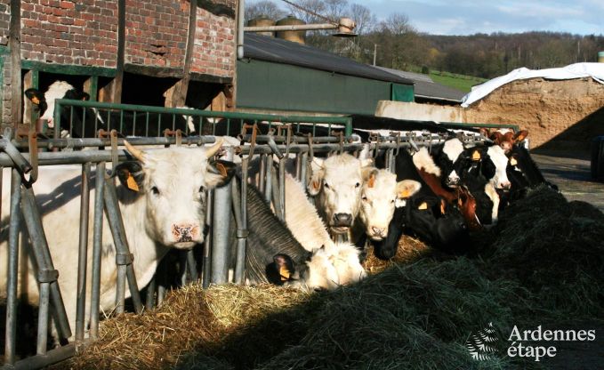 Vakantiehuis in Plombi�res voor 4 personen in de Ardennen