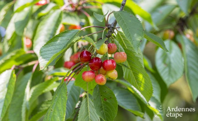 Vakantiehuis in Plombi�res voor 38/42 personen in de Ardennen