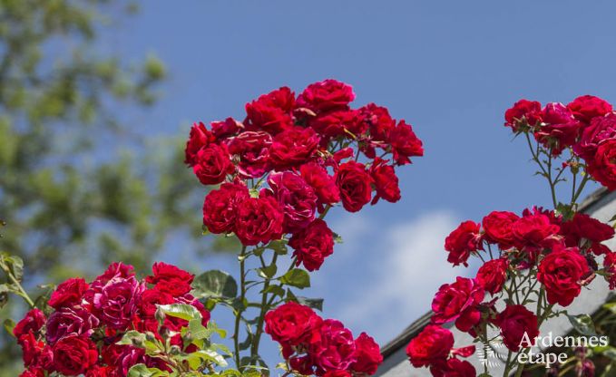 Vakantiehuis in Porcheresse (Daverdisse) voor 2 personen in de Ardennen