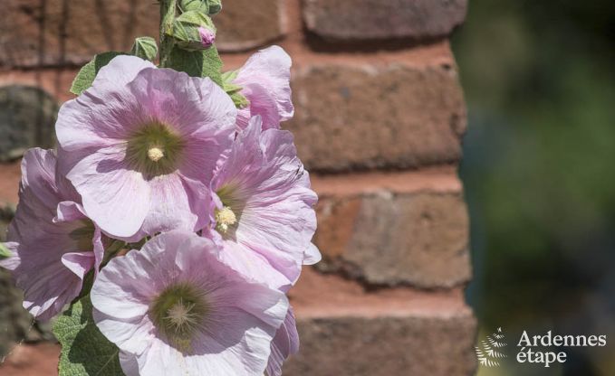 Vakantiehuis in Porcheresse (Daverdisse) voor 2 personen in de Ardennen