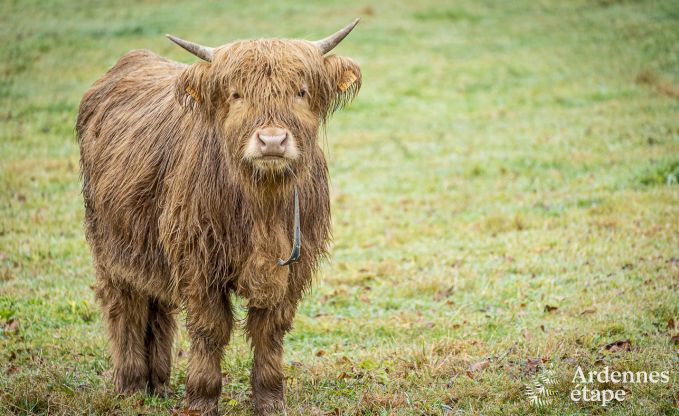 Buitengewoon in Porcheresse voor 2 personen in de Ardennen
