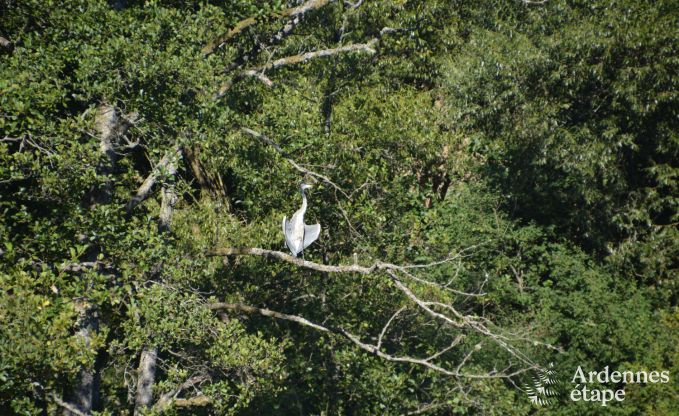 Gezellige chalet in Porcheresse met verwarmd zwembad en ruimte voor 4 personen in de Ardennen