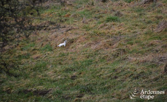Gezellige chalet in Porcheresse met verwarmd zwembad en ruimte voor 4 personen in de Ardennen