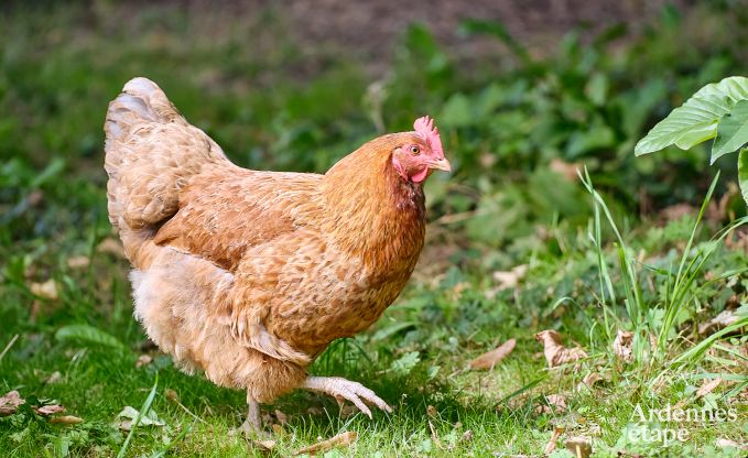 Gezellig cottage voor 4 personen in Redu met tankuzzi (hottub), overdekt terras en priv�tuin