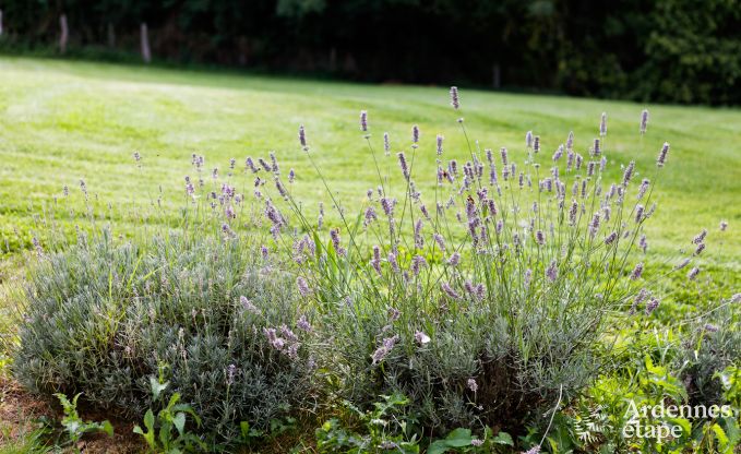 Vakantiehuis in Redu voor 12 personen in de Ardennen