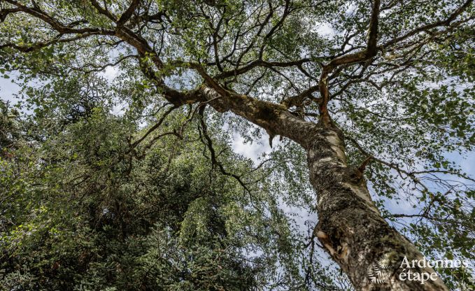 Leuke cottage in Redu voor 4 personen