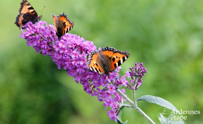 Vakantiehuis in Redu voor 15 personen in de Ardennen