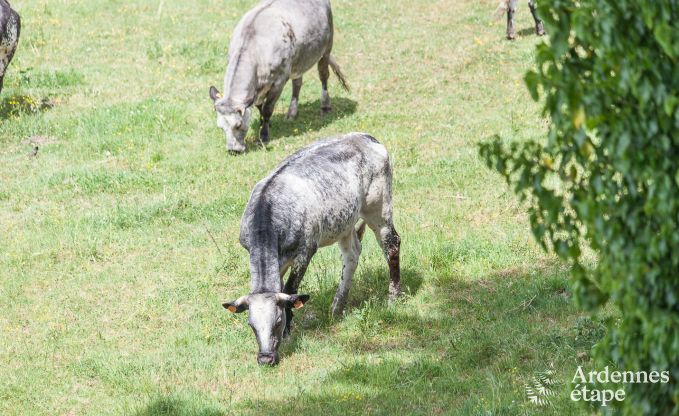 Hondvriendelijk vakantiehuis  voor 10 personen in Rendeux