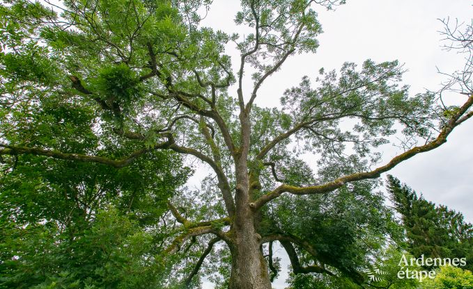 Vakantiehuis in Rendeux, Ardennen, 6 personen, 2 slaapkamers, privtuin, babyuitrusting, terras met barbecue
