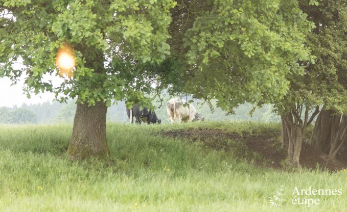 Vakantiehuis in Saint-Hubert voor 9 personen in de Ardennen