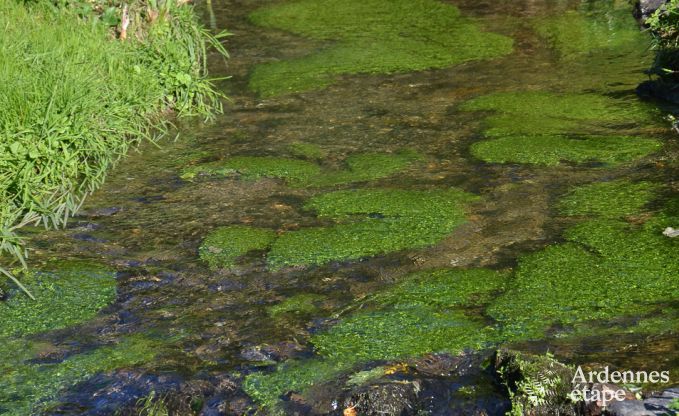 Vakantiehuis in Saint-Hubert voor 4 personen in de Ardennen