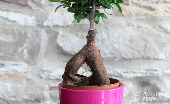 Vakantiehuis in Saint-Hubert voor 9 personen in de Ardennen