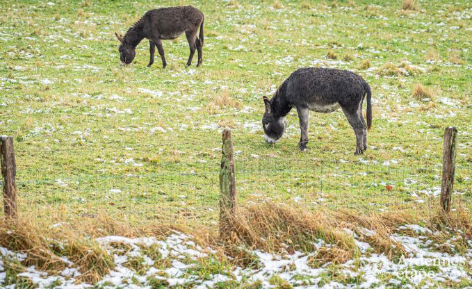 Ruim vakantiehuis voor 12 personen in Saint-Hubert, Ardennen