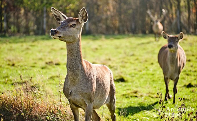 Vakantiewoning in Saint-Hubert: comfortabele accommodatie voor 6 personen met sauna, speelkamer en privtuin in de Ardennen