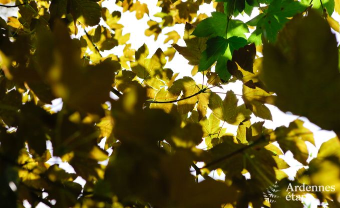 Vakantiehuis in Saint-Hubert voor 24/30 personen in de Ardennen