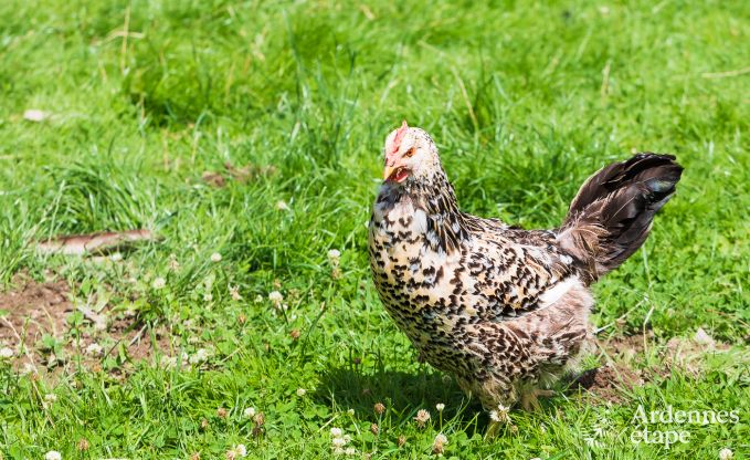 Vakantiehuis in Saint-Vith voor 6 personen in de Ardennen