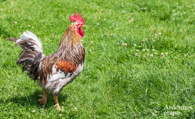 Vakantiehuis in Saint-Vith voor 6 personen in de Ardennen