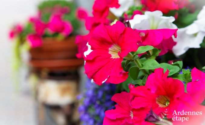 Vakantiehuis in Sainte-Ode voor 4 personen in de Ardennen