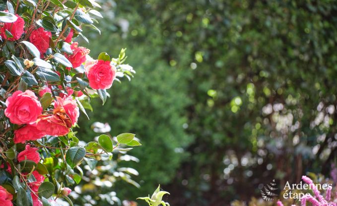 Charmant vakantieverblijf in het bijgebouw van een kasteel  in Sars-la-Bruy�re, Ardennen