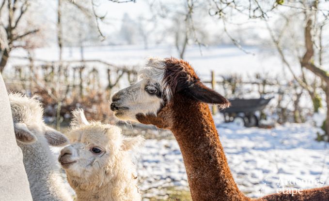 Uniek kasteel in Soiron: luxe verblijf voor 14 personen met priv�tuin, speelruimte en 5 slaapkamers en nabij Verviers