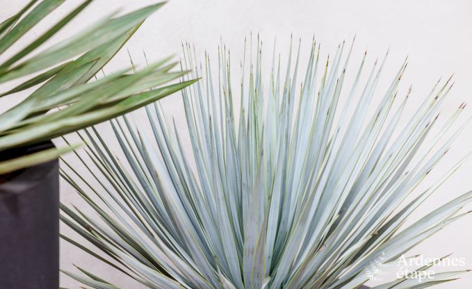 Cottage in Somme-Leuze voor 5 personen in de Ardennen