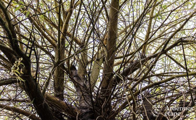 Vakantiehuis in Sprimont voor 2/4 personen in de Ardennen