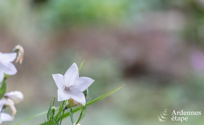 Vakantiehuis in Sprimont voor 2/4 personen in de Ardennen