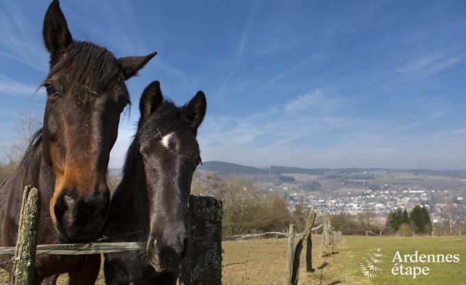 Vakantiehuis in Stavelot voor 19 personen in de Ardennen