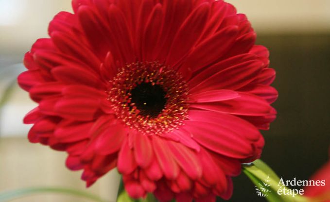 Vakantiehuis in Stavelot voor 9 personen in de Ardennen