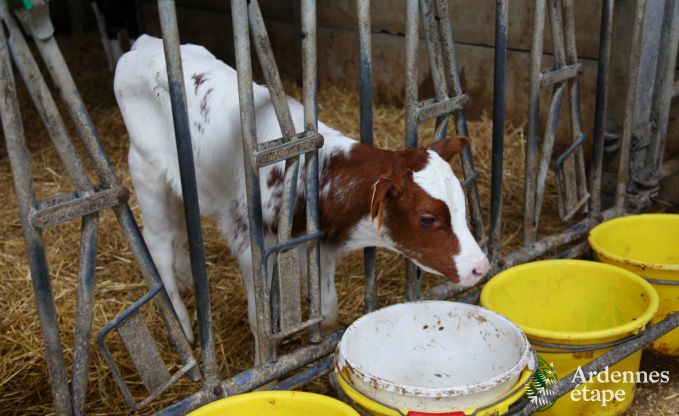 Vakantie op de boerderij in Stavelot voor 7 personen in de Ardennen