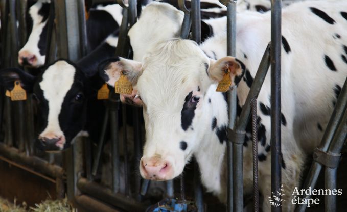 Vakantie op de boerderij in Stavelot voor 7 personen in de Ardennen