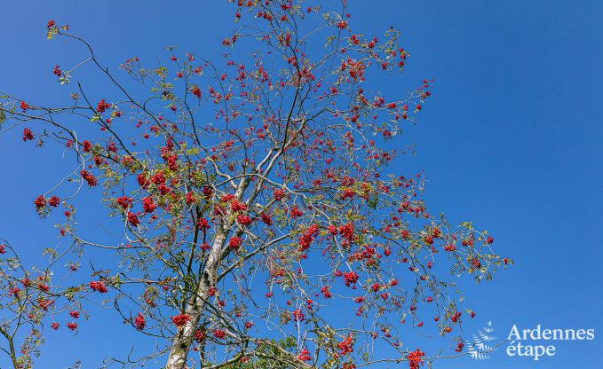 Vakantiehuis in Stoumont voor 6 personen in de Ardennen