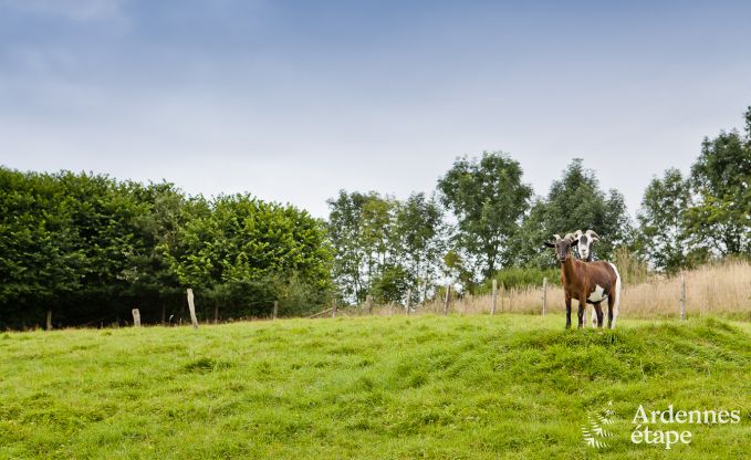 Vakantiehuis in Stoumont voor 14 personen in de Ardennen