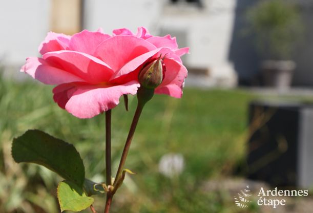 Vakantiehuis in Tenneville voor 8 personen in de Ardennen