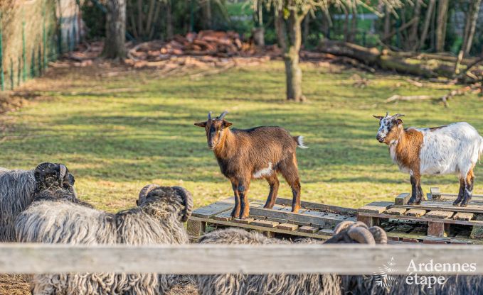 Vakantiehuis in Theux voor 8 personen in de Ardennen
