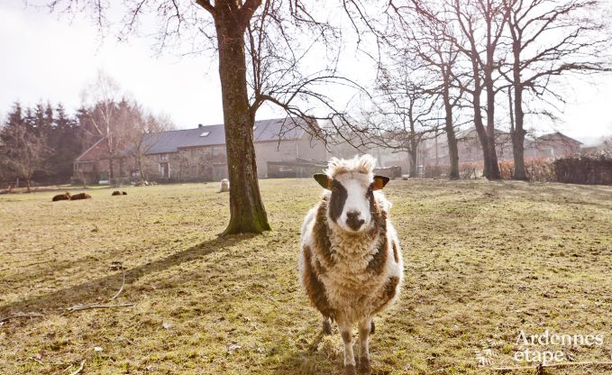 Vakantiehuis in Theux voor 8 personen in de Ardennen
