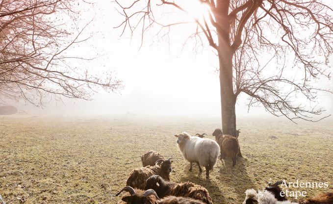Vakantiehuis in Theux voor 8 personen in de Ardennen
