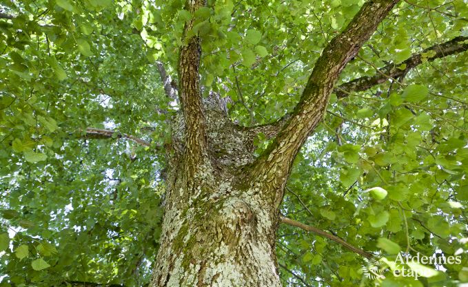 Kasteel in Trois-Ponts voor 14 personen in de Ardennen