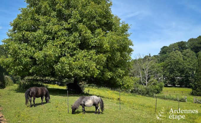 Gezellig, hondvriendelijk vakantiehuis voor 6  in Trois-Ponts, Ardennen
