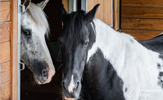 Comfortabel vakantiehuis in Trois-Ponts voor 16 personen