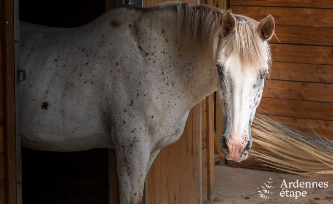 Comfortabel vakantiehuis in Trois-Ponts voor 16 personen
