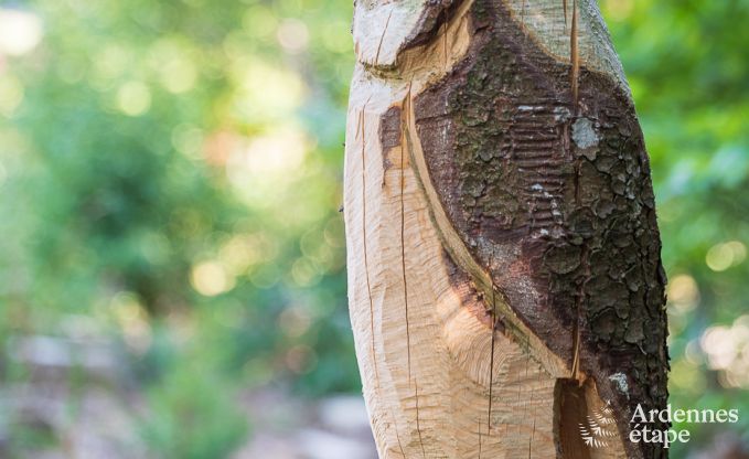 Vakantiehuis in Trois-Ponts voor 10/11 personen in de Ardennen