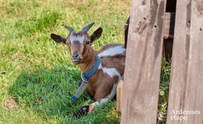 Comfortabel vakantiehuis in Trois-Ponts voor 16 personen