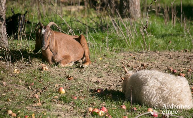 Vakantiehuis in Trois-Ponts voor 10 personen in de Ardennen