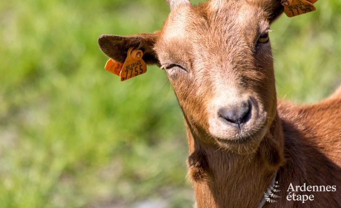 Luxe villa in Vaux-sur-Sre voor 6/9 personen in de Ardennen