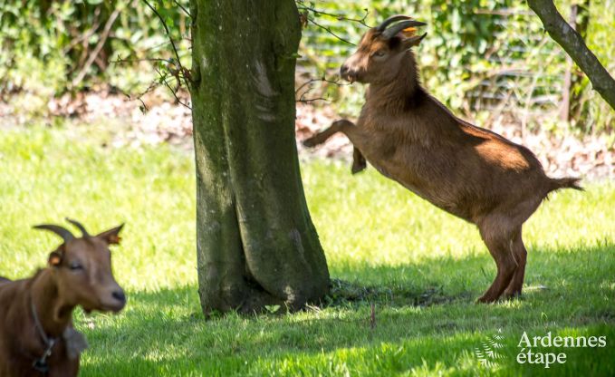 Luxe villa in Vaux-sur-Sre voor 6/9 personen in de Ardennen
