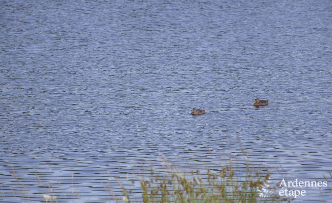 Appartement in Vielsalm voor 4 personen in de Ardennen