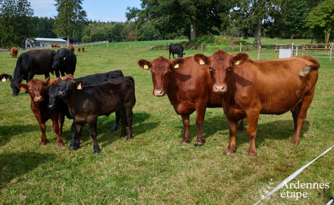 Origineel verblijf in een yurt in Vielsalm: omringd door weilanden, met tuin, opgemaakte bedden, 1 hond