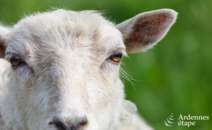Buitengewoon in Vielsalm voor 2/3 personen in de Ardennen
