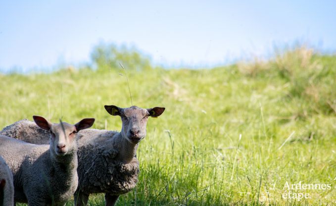 Luxe Villa met wellness in Vielsalm voor 12 personen in de Ardennen